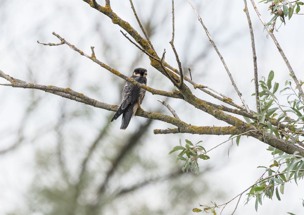 Lodolai (Falco subbuteo) settembre